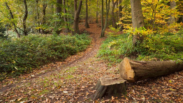 Woodland in autumn at West Runton, Norfolk